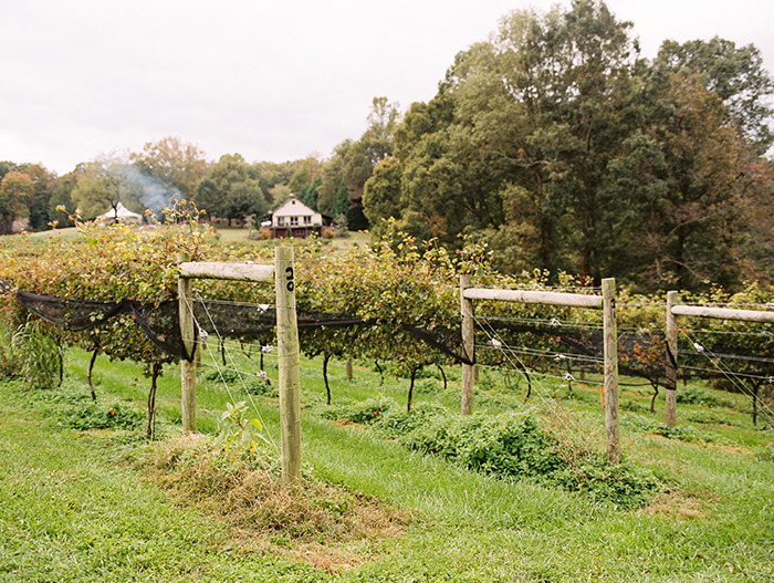 The Venue at Cenita Vineyards Wedding